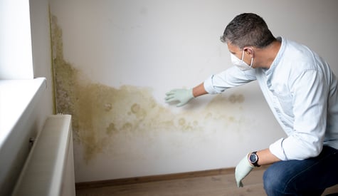 How to Address Mold In the Home Inspection Process